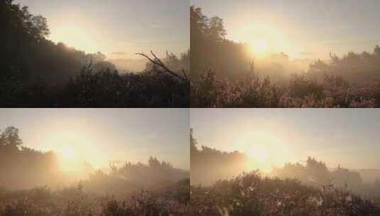 航拍特写日落余晖阳光透过森林高清在线视频素材下载