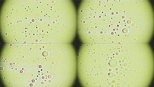 显微镜下的有机微生物高清在线视频素材下载