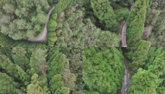 平坝区国营大坡林场航拍高清在线视频素材下载