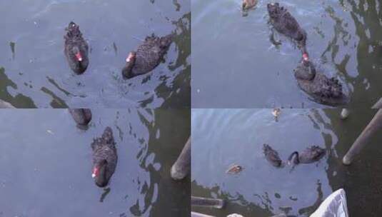 黑天鹅在游泳高清在线视频素材下载