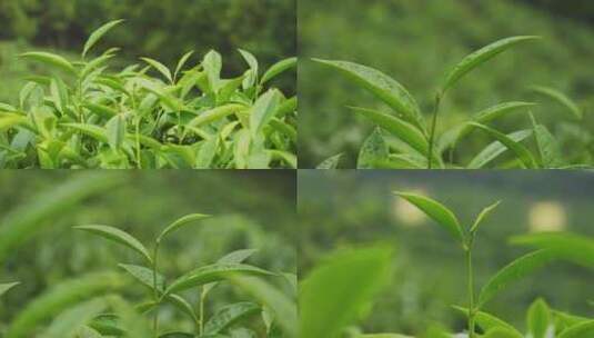 茶叶茶山茶园红茶绿茶春茶高清在线视频素材下载