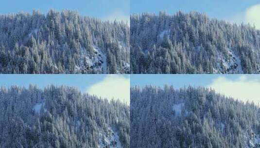 电影蓝天下美丽的阳光照亮了冷杉森林中的雪高清在线视频素材下载