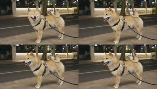 柴犬宠物城市街道遛狗高清在线视频素材下载