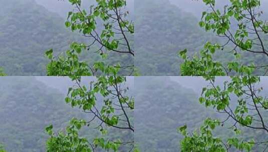 夏季下雨天山林植物树叶水珠特写高清在线视频素材下载