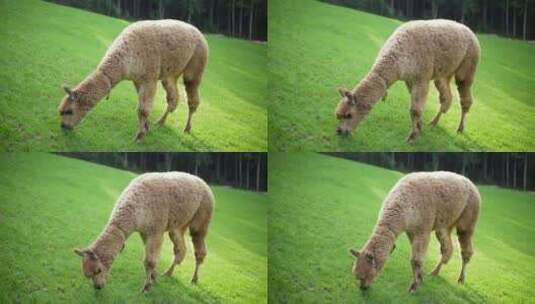 羊驼在草地吃草高清在线视频素材下载
