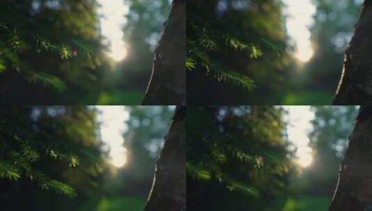 唯美树林空镜 逆光高清在线视频素材下载