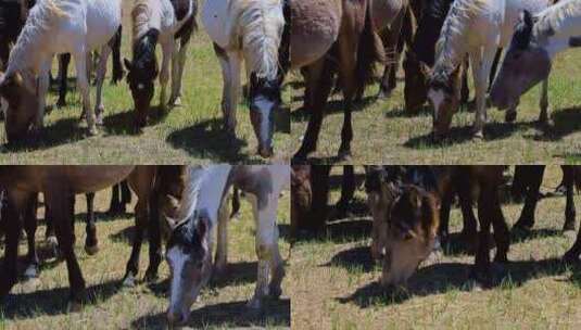 内蒙古乌兰察布草原、锡林郭勒草原上的马儿高清在线视频素材下载
