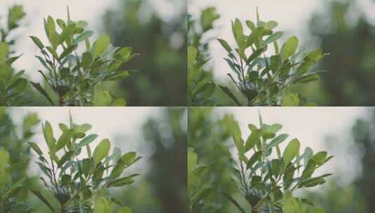生长中的马黛草灌木特写镜头。商业种植园。高清在线视频素材下载