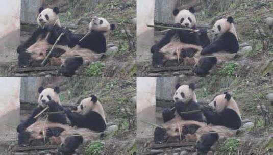 野生动物园的大熊猫高清在线视频素材下载