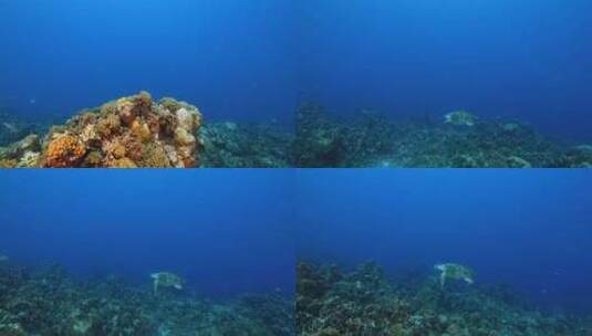 海龟，圆木头，水下，海床高清在线视频素材下载