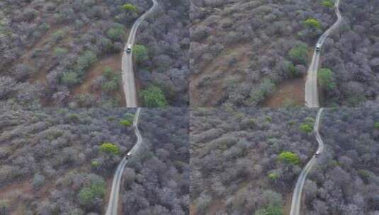 无人机，荒野，树木，道路高清在线视频素材下载