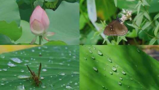 夏天清晨的露珠、荷花、蝴蝶、蜜蜂高清在线视频素材下载