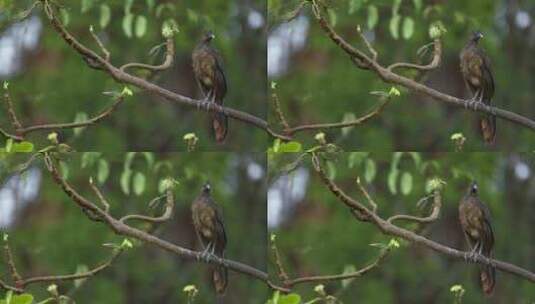 Plain Chachalaca、鸟、鲈高清在线视频素材下载