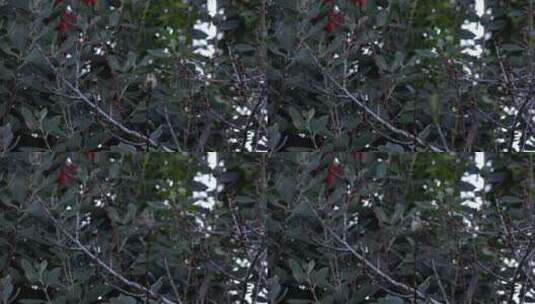 一只蜂鸟栖息在树枝上高清在线视频素材下载