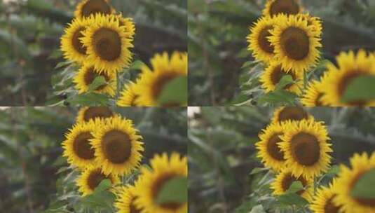 阳光明媚的田野夏日阳光高清在线视频素材下载