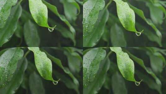 下雨天桂花树金桂八月桂花植物水滴升格高清在线视频素材下载