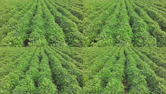 葛根大面积种植葛根基地航拍高清在线视频素材下载