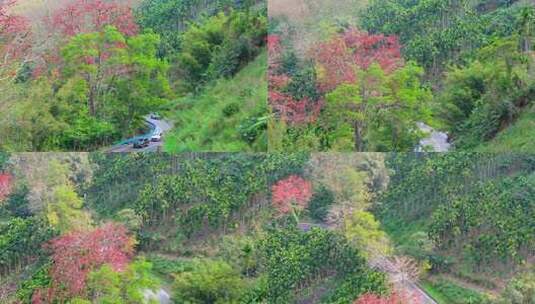 海南白沙九架岭木棉花航拍高清在线视频素材下载