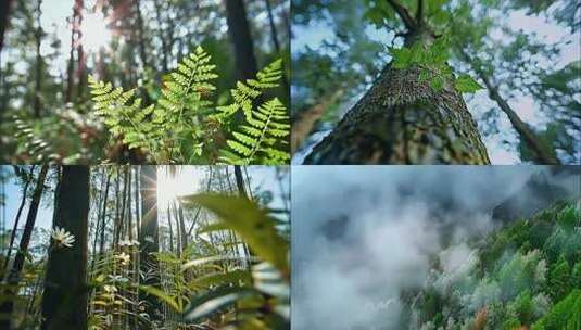 森林清晨植物树林阳光大自然生态树叶风景风高清在线视频素材下载