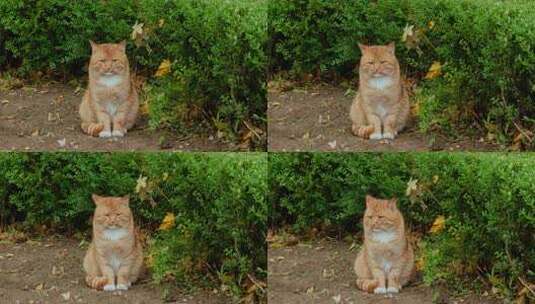 猫野猫流浪猫小雨秋季高清在线视频素材下载