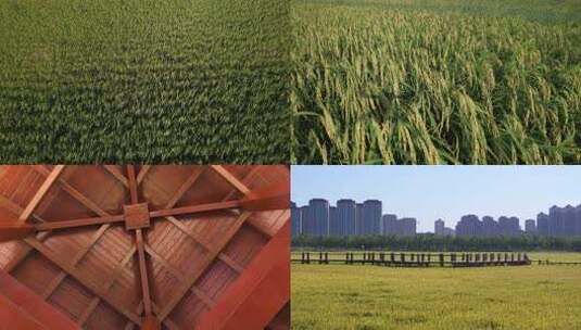 航拍 天津 小站稻 水稻 大米 生态农业 三农高清在线视频素材下载