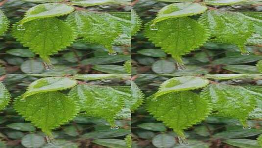 植物叶子被冰冻住水滴表面有冰高清在线视频素材下载