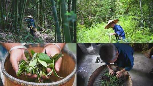 【合集】老人茶山采茶手工制茶4K高清高清在线视频素材下载