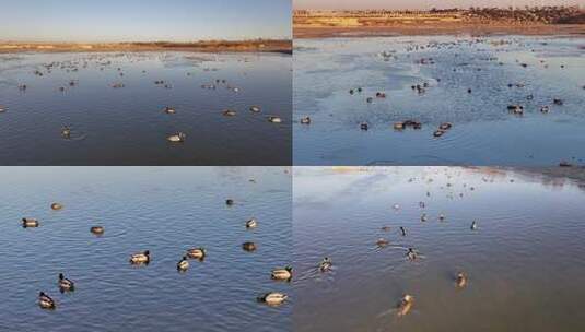 白鹭 野鸭 湖泊 湿地 保护环境 栖息地高清在线视频素材下载