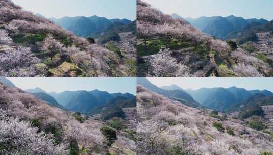 航拍福州永泰青梅花（葛岭万石村）2高清在线视频素材下载