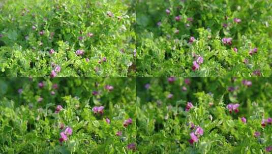 相机高清摄农村菜田豌豆花开1高清在线视频素材下载