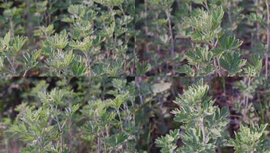 端午节时节的艾蒿艾叶高清在线视频素材下载