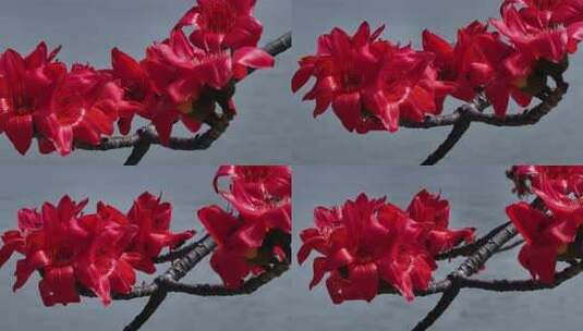 盛开的红色木棉花特写高清在线视频素材下载