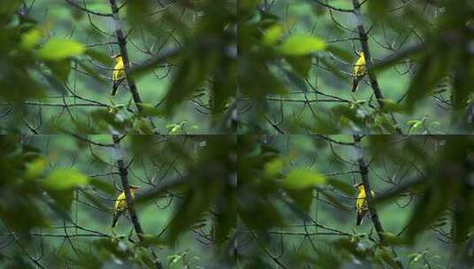 绿叶丛中黄鹂鸟鸣叫高清在线视频素材下载