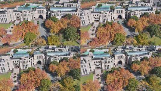 上海秋天 复旦大学 学校梧桐高清在线视频素材下载