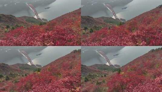 长江三峡巫峡红叶高清在线视频素材下载