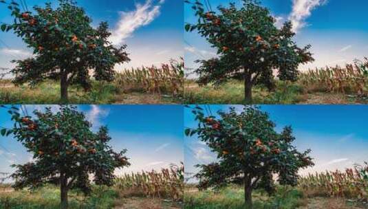 4K果园柿子树延时摄影高清在线视频素材下载