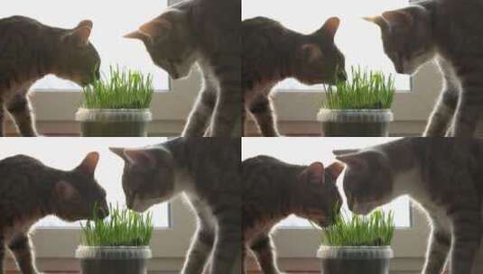 在窗台吃草的小猫咪高清在线视频素材下载