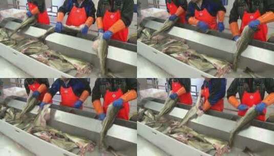 男人们在鱼加工厂的装配线上清洗鱼高清在线视频素材下载