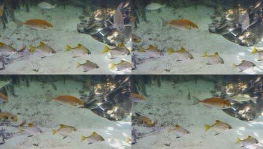 黄尾鱼在水下游泳高清在线视频素材下载