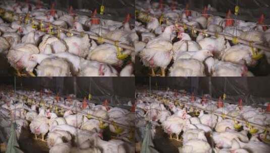 养鸡场饲养白羽鸡环境 (22)高清在线视频素材下载