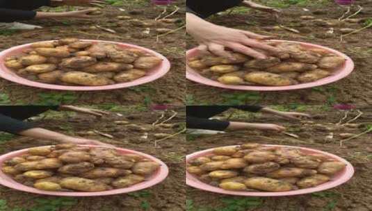 4K洗土豆马铃薯视频高清在线视频素材下载