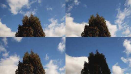 蓝天中的树、风和云高清在线视频素材下载