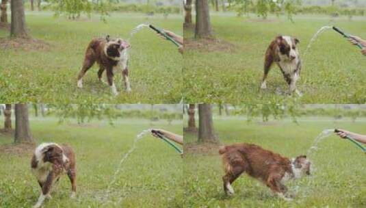 澳大利亚牧羊犬在草坪上玩水高清在线视频素材下载