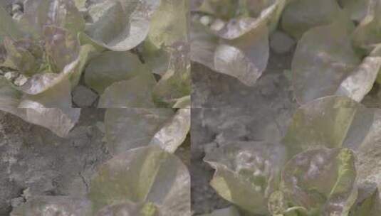 生菜温室生长LOG素材高清在线视频素材下载