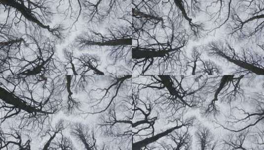 低角度旋转拍摄仰望林地的树梢高清在线视频素材下载
