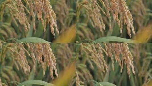 稻谷稻子高清在线视频素材下载