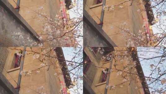 春天白色的樱花开放高清在线视频素材下载