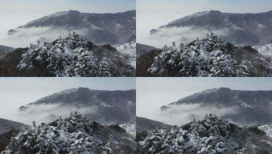 航拍湖北神农架冬季冬天阳光冰雪雪松雪景高清在线视频素材下载
