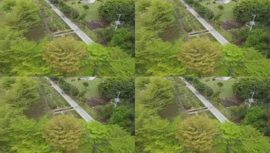 城市公园的绿茵小道高清在线视频素材下载