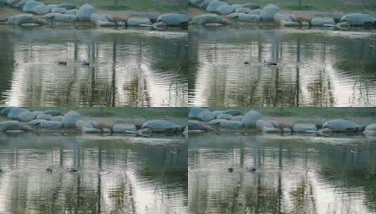 秋天公园里觅食的野生鸭子高清在线视频素材下载